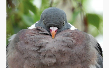 REPAS PALOMBES le lundi 1 décembre